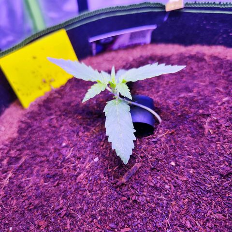 Glueberry OG  growlog timeline photo