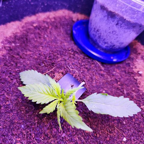 Glueberry OG  growlog timeline photo