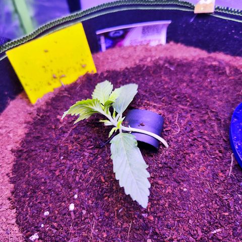 Glueberry OG  growlog timeline photo
