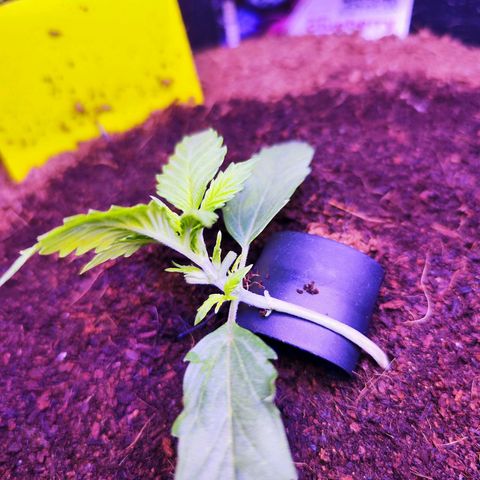 Glueberry OG  growlog timeline photo