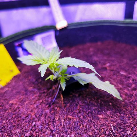 Glueberry OG  growlog timeline photo