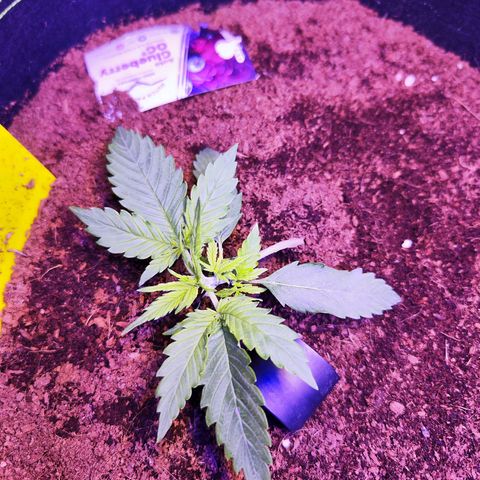 Glueberry OG  growlog timeline photo