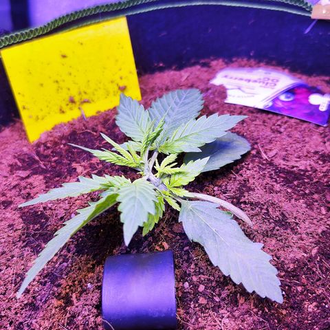 Glueberry OG  growlog timeline photo
