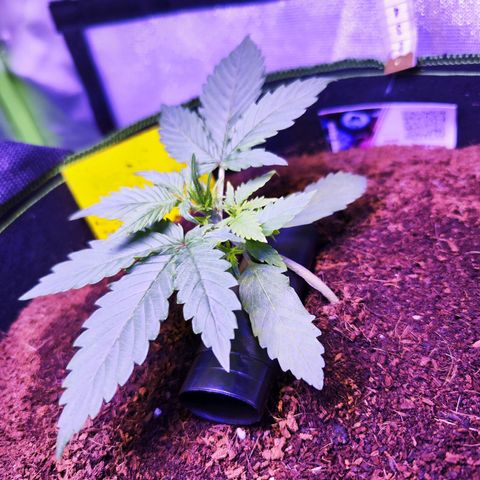 Glueberry OG  growlog timeline photo