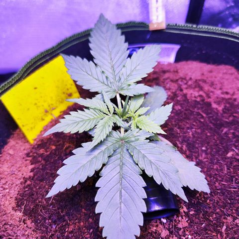 Glueberry OG  growlog timeline photo