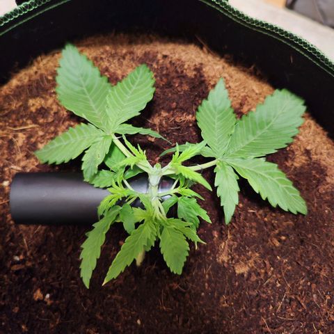 Glueberry OG  growlog timeline photo