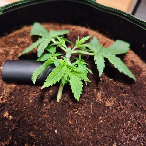 Glueberry OG  growlog timeline photo