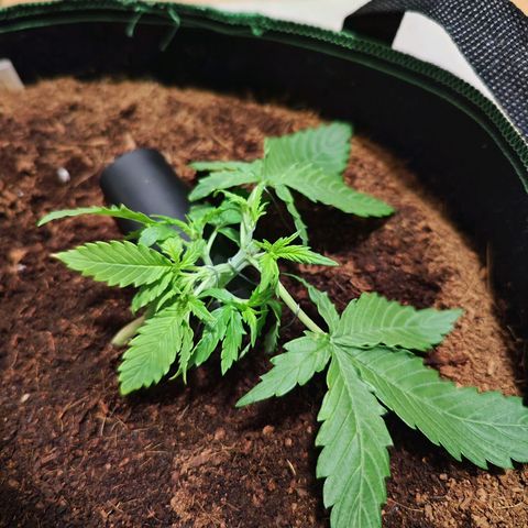 Glueberry OG  growlog timeline photo