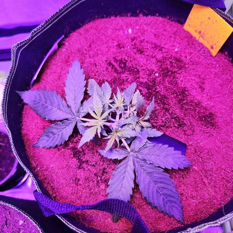 Glueberry OG  growlog timeline photo