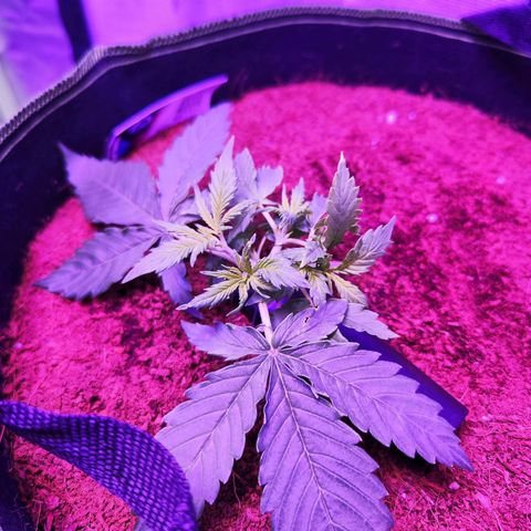 Glueberry OG  growlog timeline photo