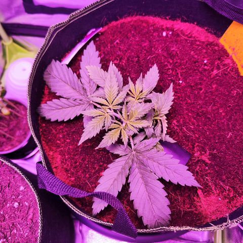 Glueberry OG  growlog timeline photo