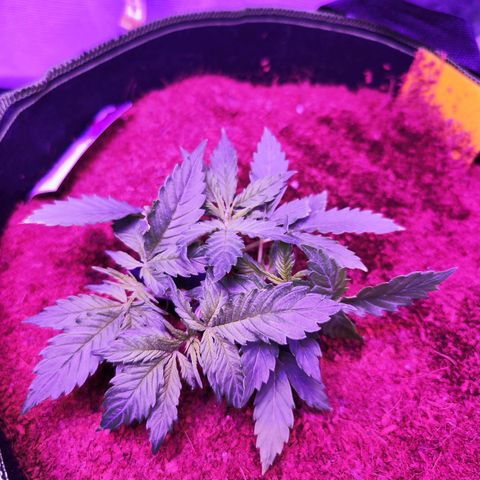 Glueberry OG  growlog timeline photo