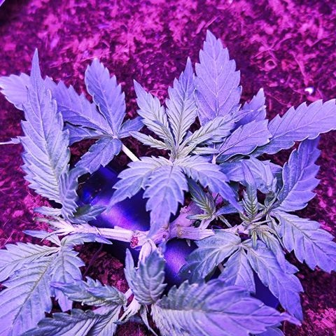 Glueberry OG  growlog timeline photo