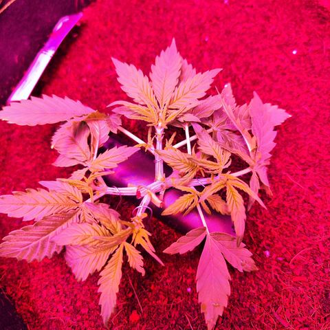 Glueberry OG  growlog timeline photo