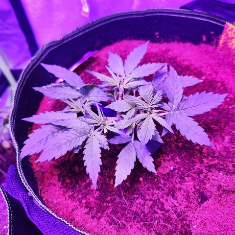 Glueberry OG  growlog timeline photo