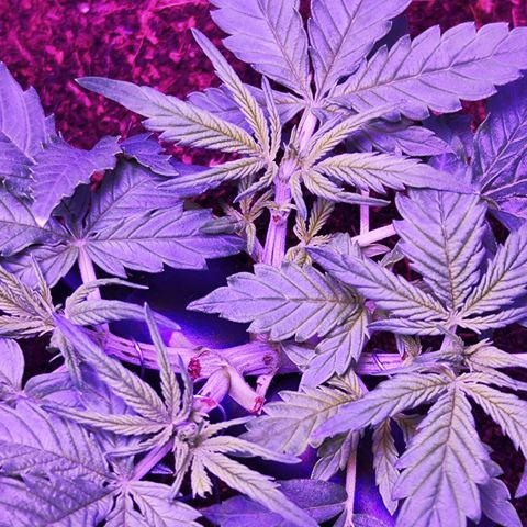 Glueberry OG  growlog timeline photo