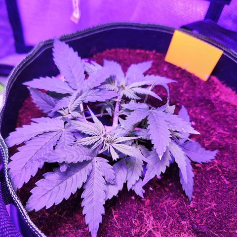 Glueberry OG  growlog timeline photo