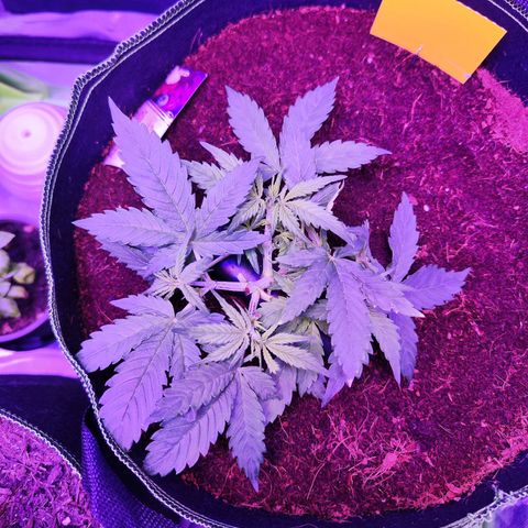 Glueberry OG  growlog timeline photo