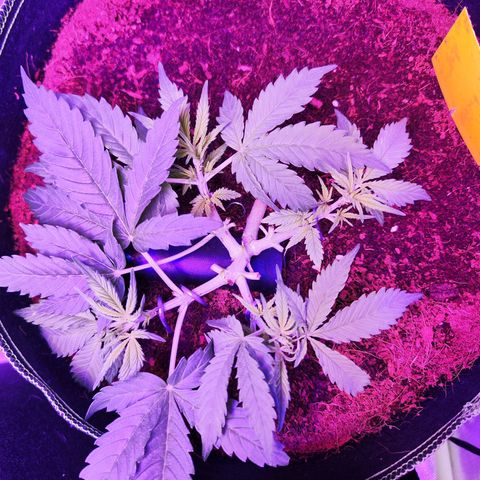 Glueberry OG  growlog timeline photo