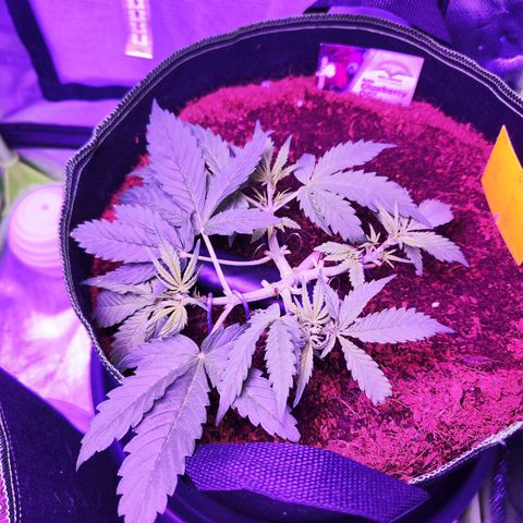Glueberry OG  growlog timeline photo