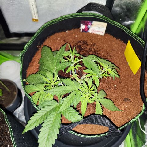 Glueberry OG  growlog timeline photo