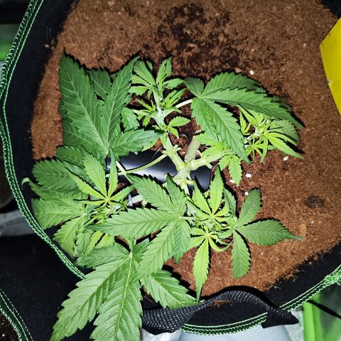 Glueberry OG  growlog timeline photo