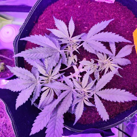 Glueberry OG  growlog timeline photo