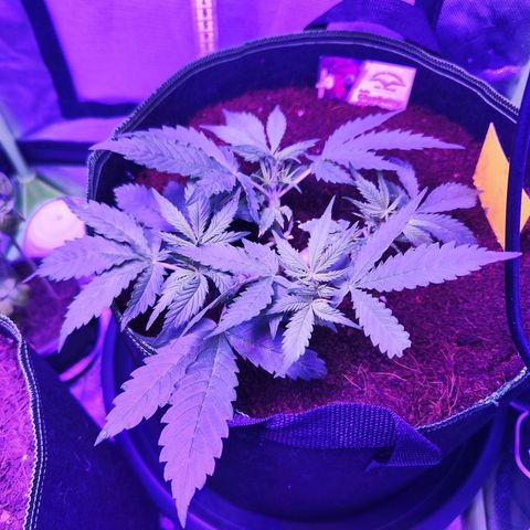 Glueberry OG  growlog timeline photo