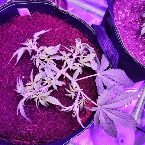 Glueberry OG  growlog timeline photo