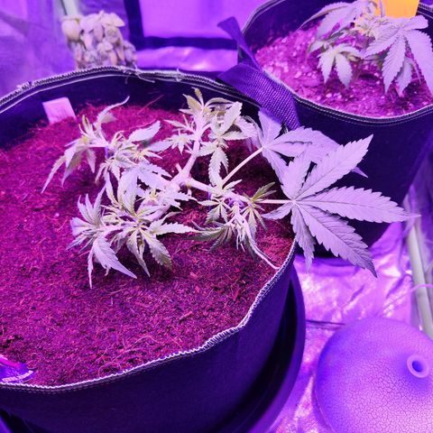 Glueberry OG  growlog timeline photo
