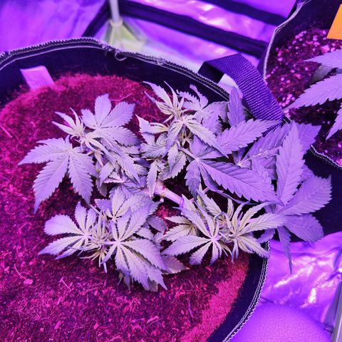 Glueberry OG  growlog timeline photo