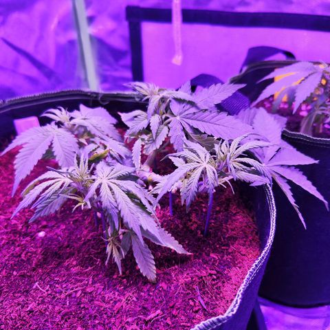 Glueberry OG  growlog timeline photo