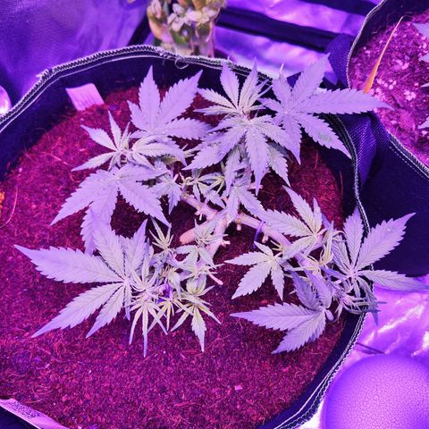 Glueberry OG  growlog timeline photo