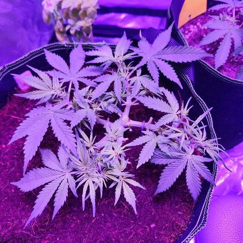 Glueberry OG  growlog timeline photo
