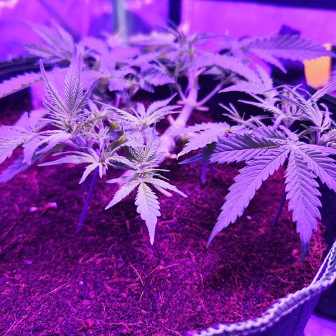 Glueberry OG  growlog timeline photo