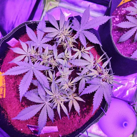 Glueberry OG  growlog timeline photo