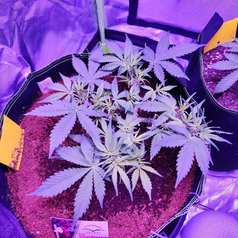 Glueberry OG  growlog timeline photo
