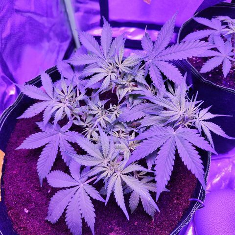 Glueberry OG  growlog timeline photo
