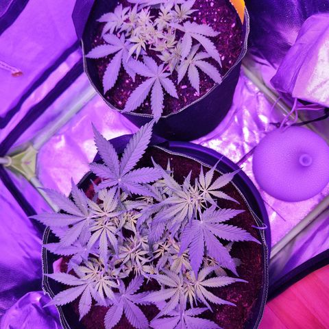 Glueberry OG  growlog timeline photo