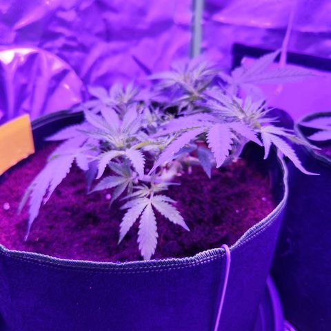 Glueberry OG  growlog timeline photo