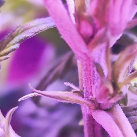 Glueberry OG  growlog timeline photo