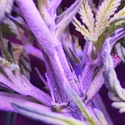 Glueberry OG  growlog timeline photo