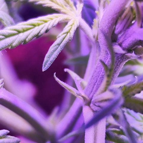 Glueberry OG  growlog timeline photo