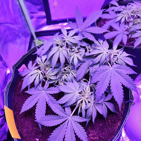Glueberry OG  growlog timeline photo