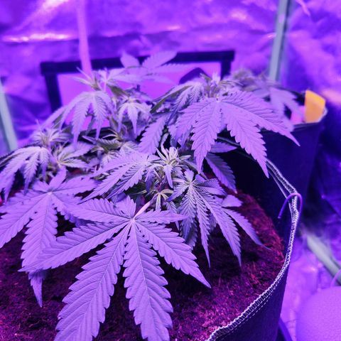 Glueberry OG  growlog timeline photo