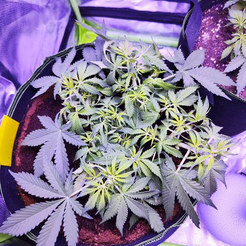 Glueberry OG  growlog timeline photo