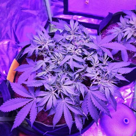 Glueberry OG  growlog timeline photo