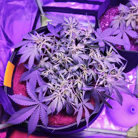 Glueberry OG  growlog timeline photo