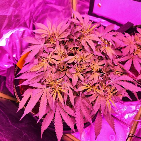Glueberry OG  growlog timeline photo