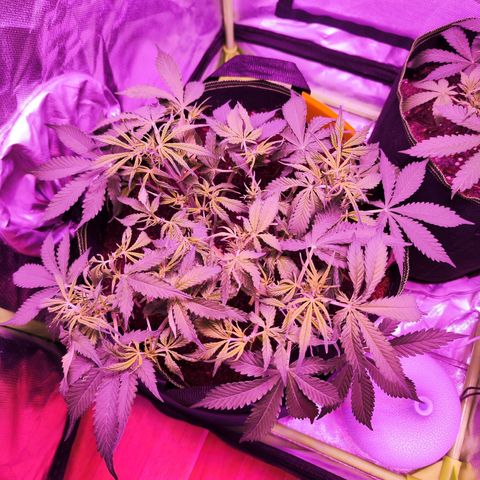 Glueberry OG  growlog timeline photo